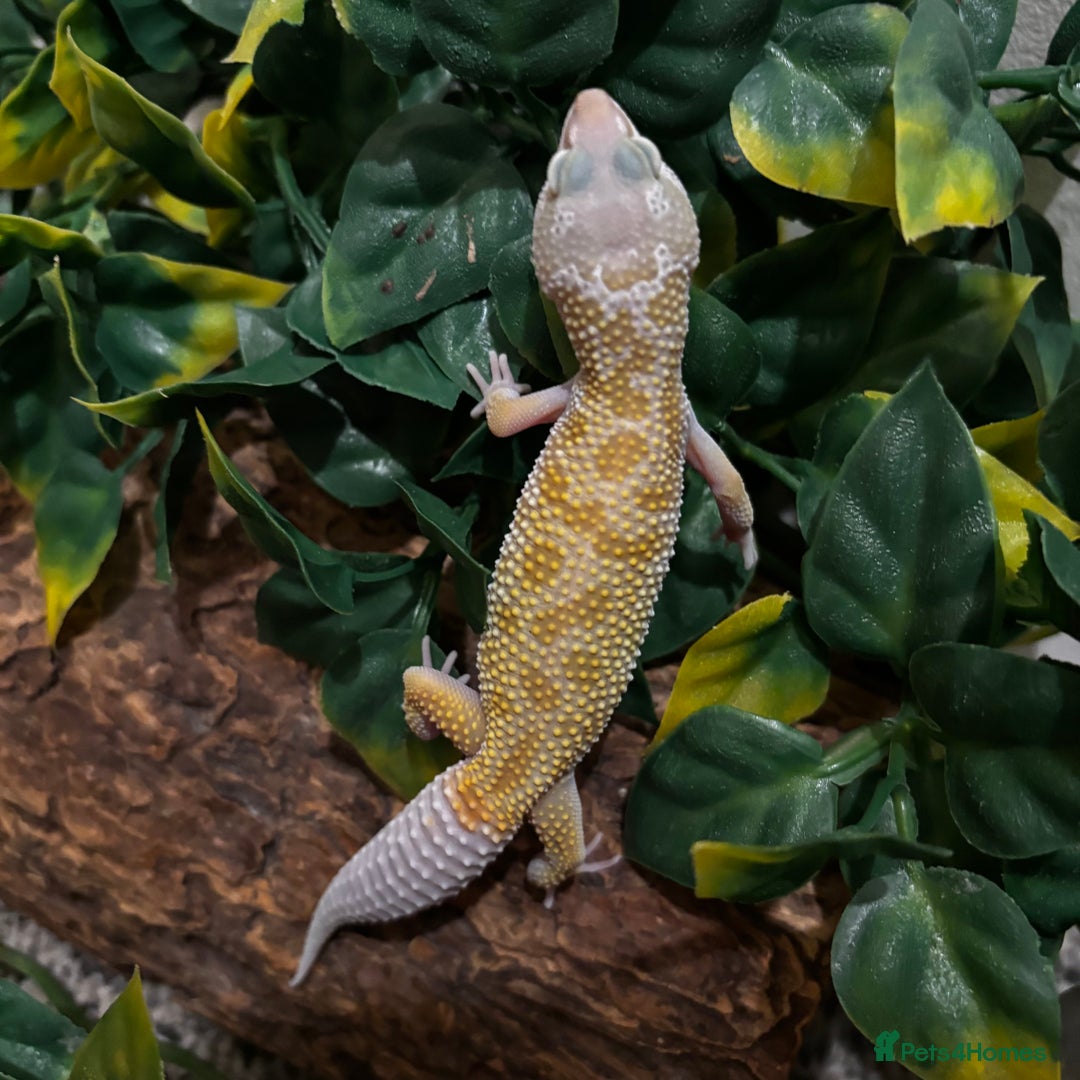 Gecko reptiles for sale: Variety Of Leopard Geckos And Sub-Species For Sale in Fleet - Image 11