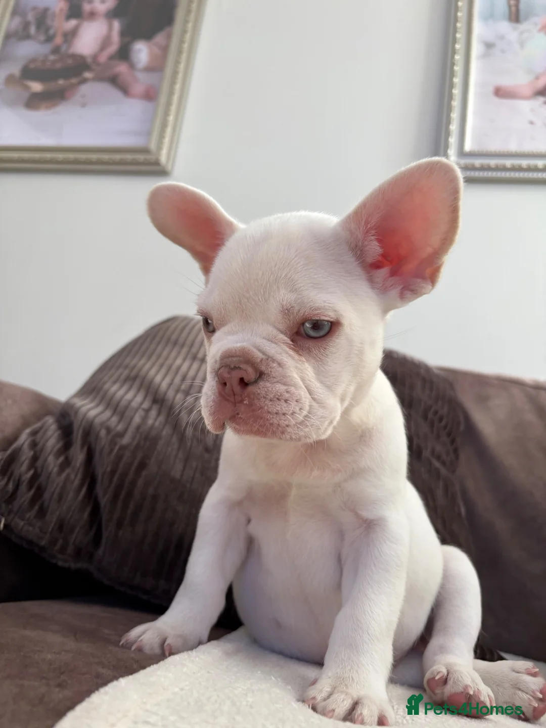 French Bulldog dogs for sale: Stunning French Bulldog Puppies – Family Raised - Advert 2