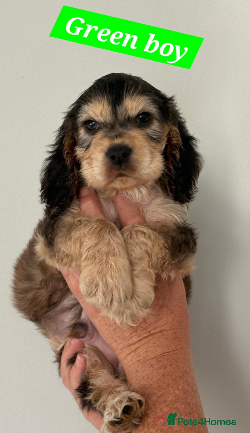 Cocker Spaniel Puppy 4