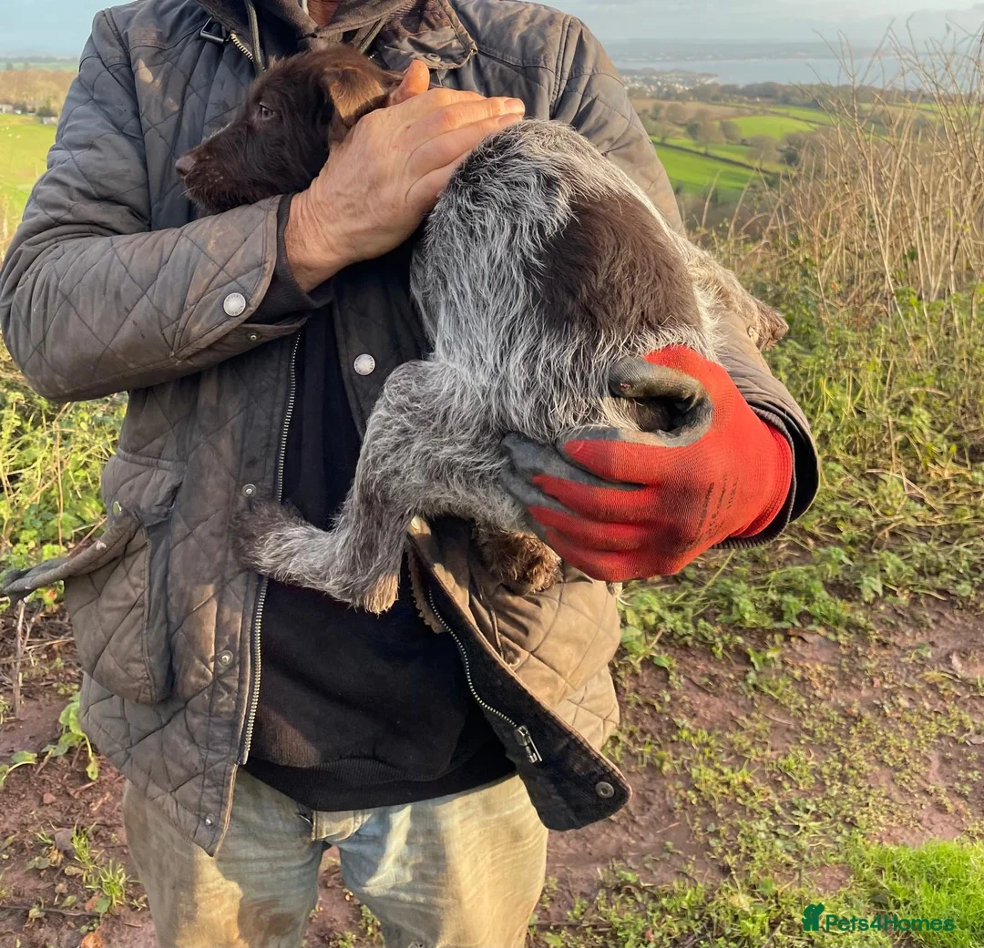 Mixed Breed dogs for sale: 13 weeks old one girl left  - Advert 2