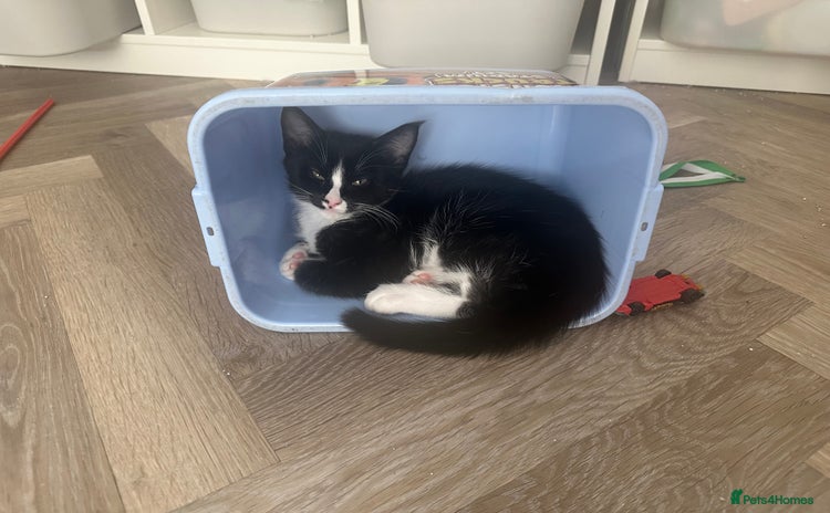 Mixed Breed cats - Advert 1
