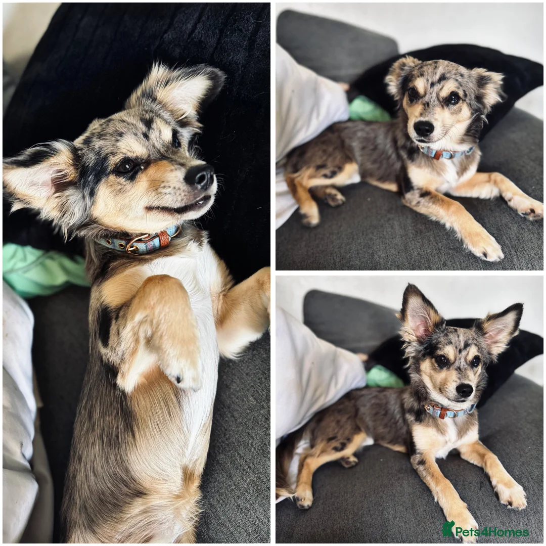 Jack Chi dogs for sale: 12 month old Merl JackChi  **  - Advert 3