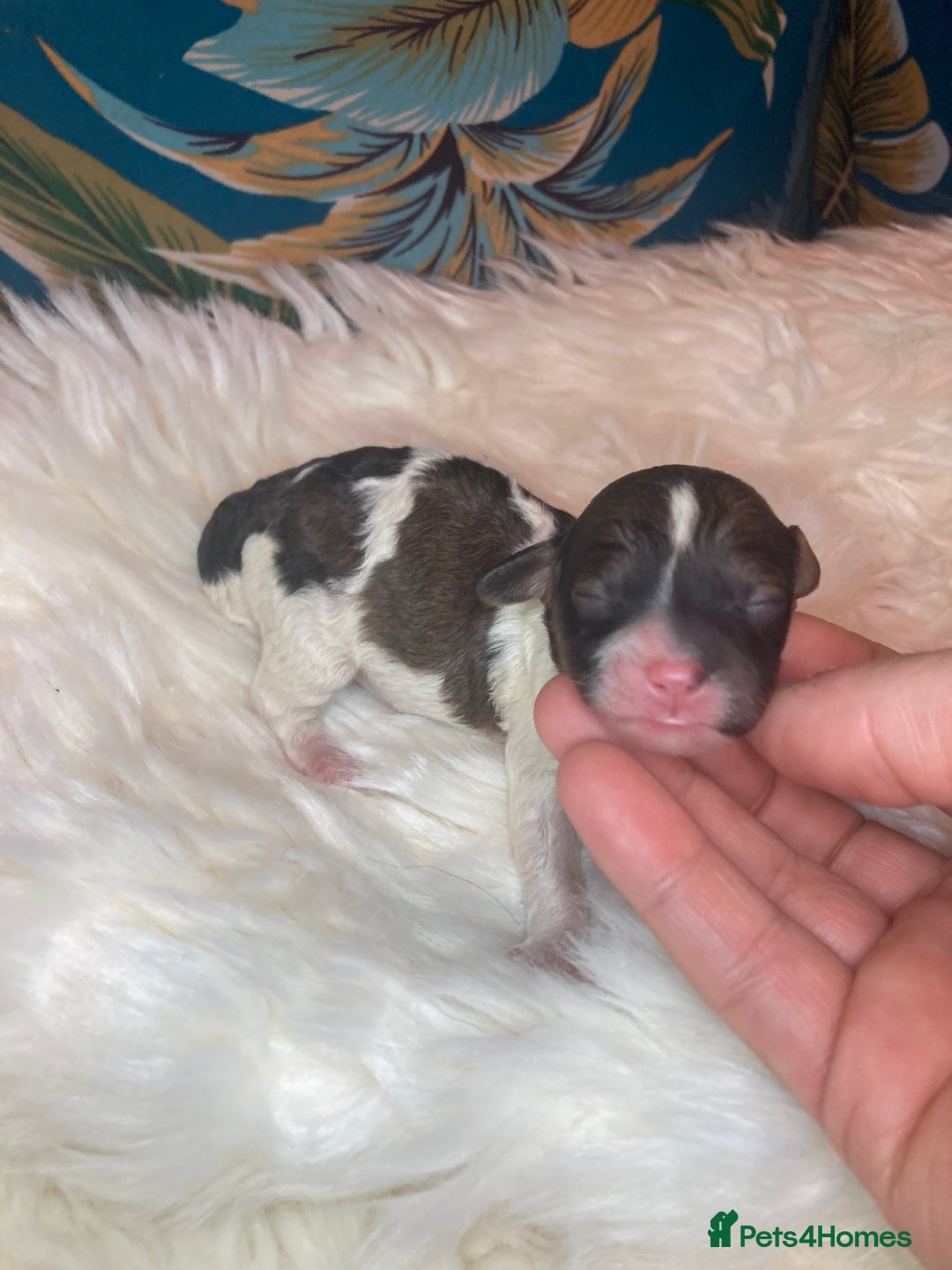 Cavapoo dogs for sale: Stunning toy cavapoo puppies  - Advert 3