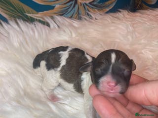 Cavapoo dogs Stunning toy cavapoo puppies - Advert 12