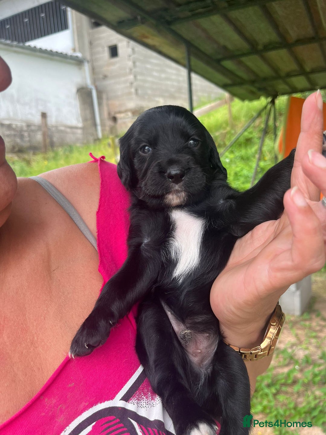English Setter dogs for adoption: Setter x Pups (Rina's Puppies) - Image 10