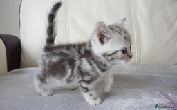 British Shorthair cats for sale: STUNNING British Shorthair Kittens Silver Tabbies - Image 17