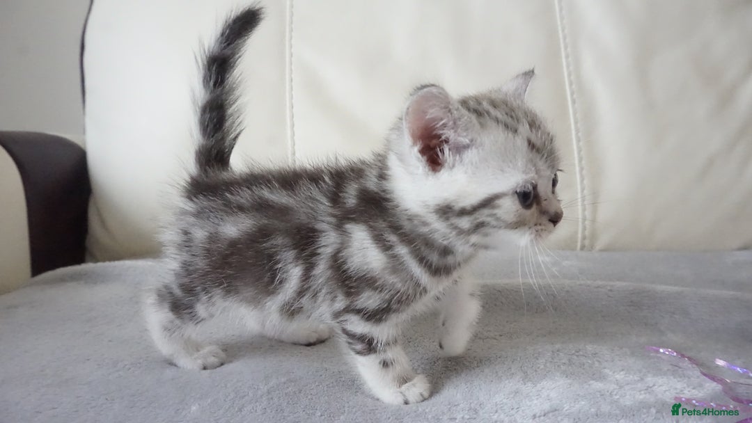 British Shorthair cats for sale: STUNNING British Shorthair Kittens Silver Tabbies - Image 17