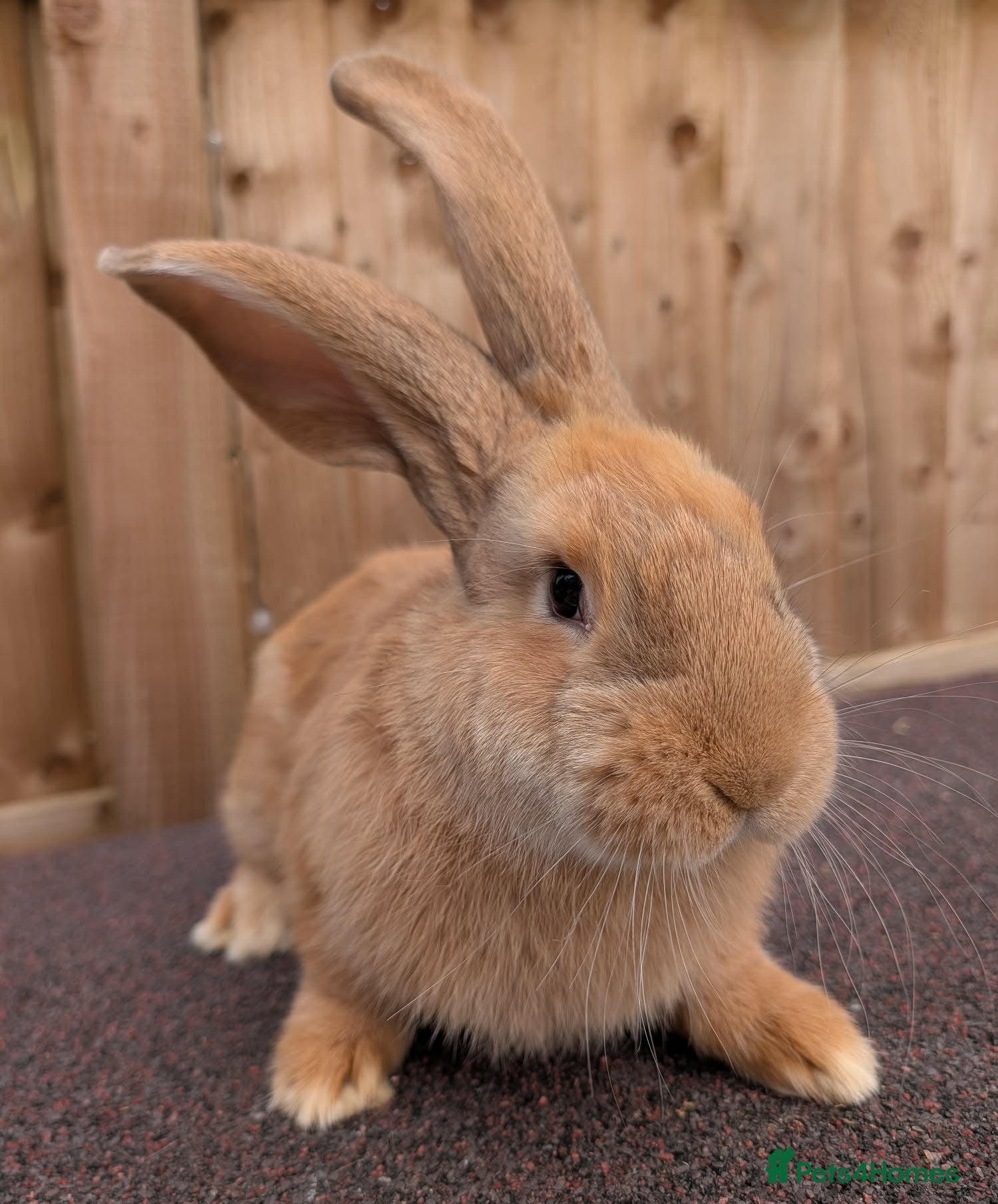 Continental Giant rabbits Continental Giant's - Advert 2