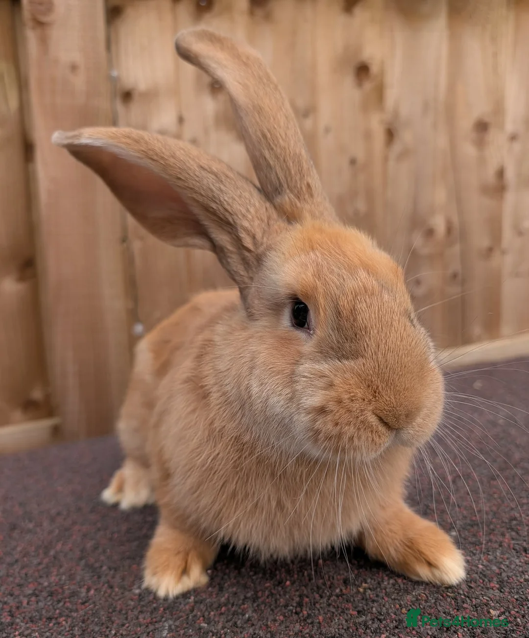 Continental Giant rabbits for sale: Continental Giant's - Advert 1