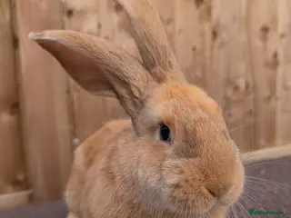 Continental Giant rabbits Continental Giant's - Advert 2