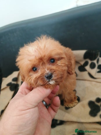 Cavapoo dogs - Advert 1