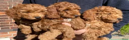 Cockapoo dogs for sale: F3b cockapoo puppy - last one in Belper - Advert 2