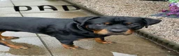 Rottweiler dogs for sale: Rottweiler puppies - Advert 5
