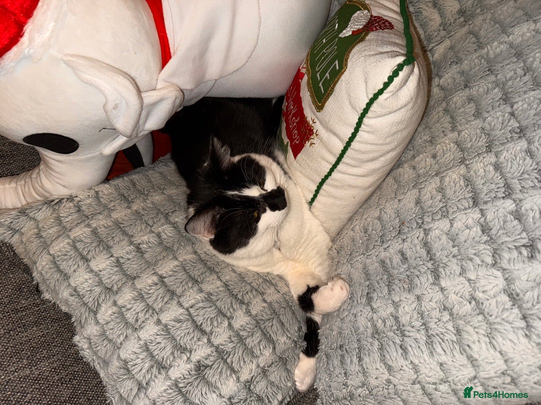 Domestic Shorthair cats for sale: Rehoming 2 year old Phantom £0 - Image 6
