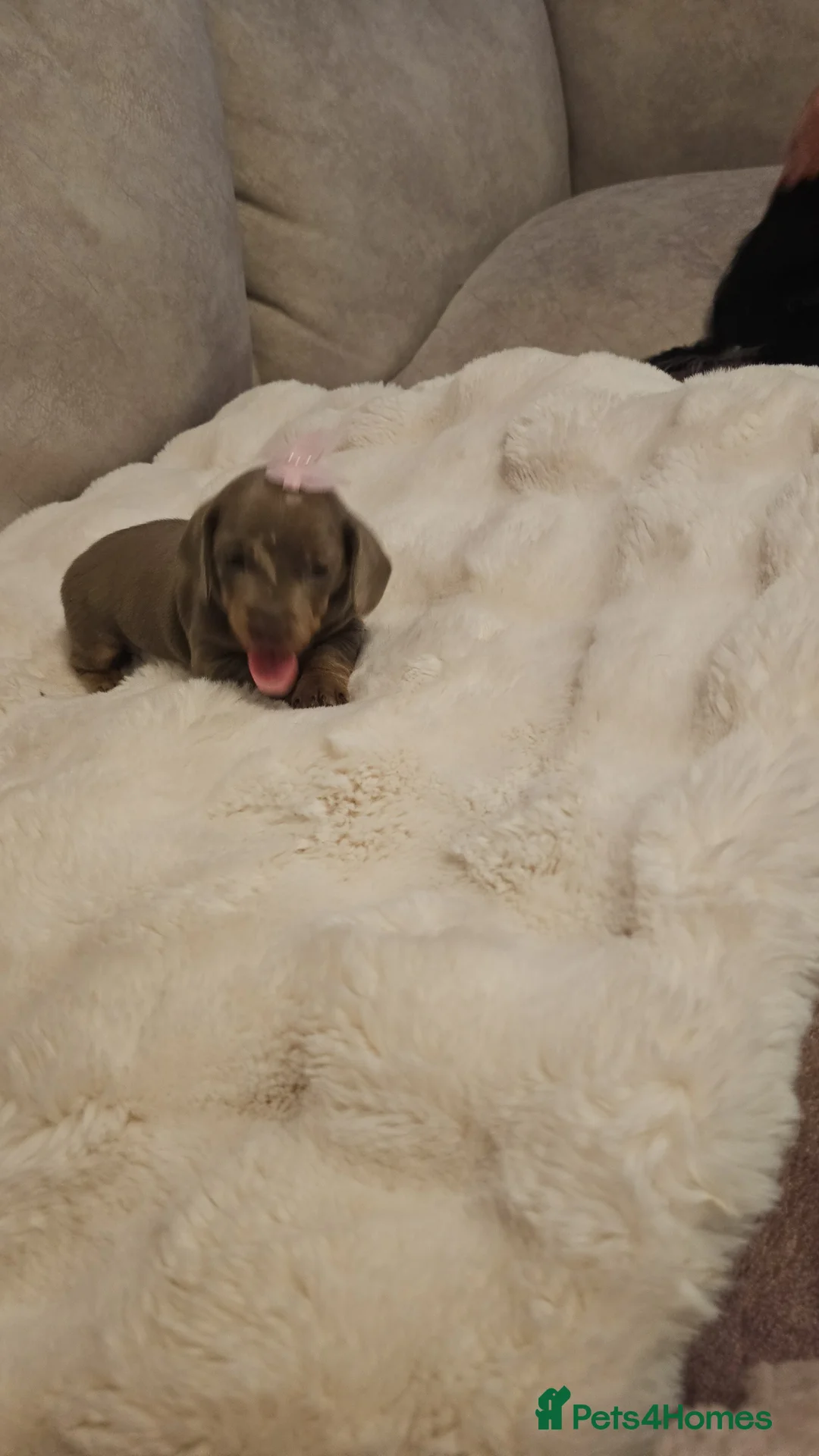 Miniature Dachshund dogs for sale: Miss b - Advert 4