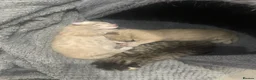Mixed Breed cats for sale: Beautiful female tabby kittens  - Advert 6
