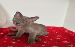 Burmese cats for sale: Burmese kittens for sale in Doncaster - Image 7