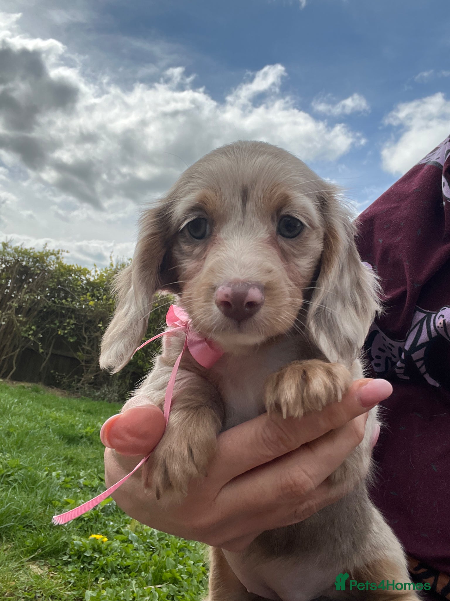 Miniature Dachshund dogs Long haired Miniature dachshund puppies KC REG - Advert 17