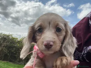 Miniature Dachshund dogs Long haired Miniature dachshund puppies KC REG - Advert 17