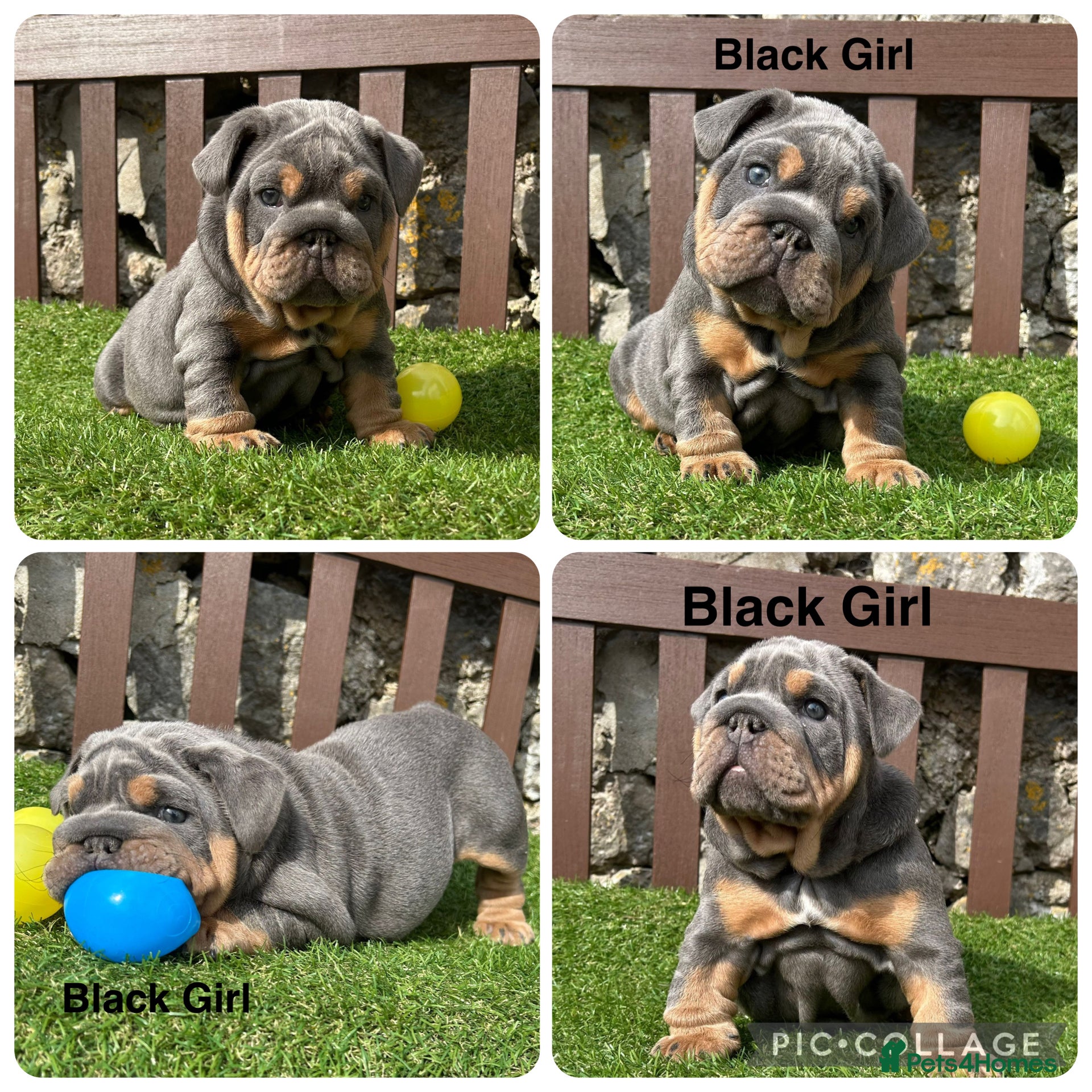 English Bulldog dogs Ready Today.. 1 boy 1 girl left ❤️💙 - Advert 1
