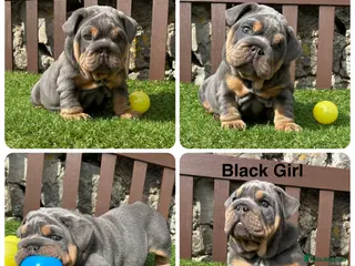 English Bulldog dogs Ready Today.. 1 boy 1 girl left ❤️💙 - Advert 3