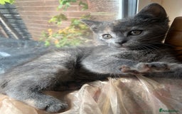 Domestic Shorthair cats for sale: Grey shorthair kitten - Image 9