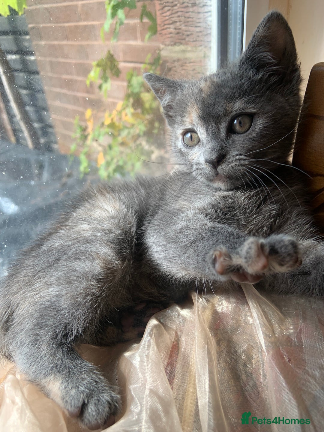 Domestic Shorthair cats for sale: Grey shorthair kitten - Image 9