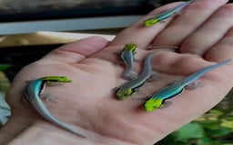 Gecko reptiles for sale: Lizards for rehome  - few to choose from  in Nottingham - Image 11