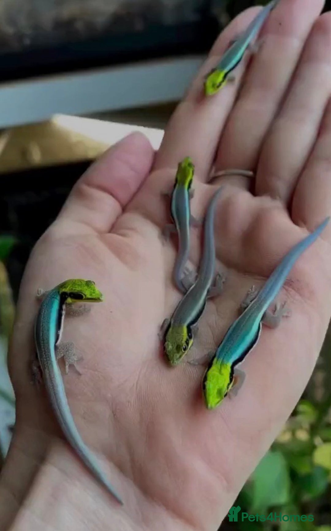 Gecko reptiles for sale: Lizards for rehome  - few to choose from  in Nottingham - Image 11