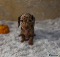 Dachshund dogs - Advert 11