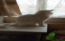 Ragdoll cats for sale: Turkish Angora  - Image 5