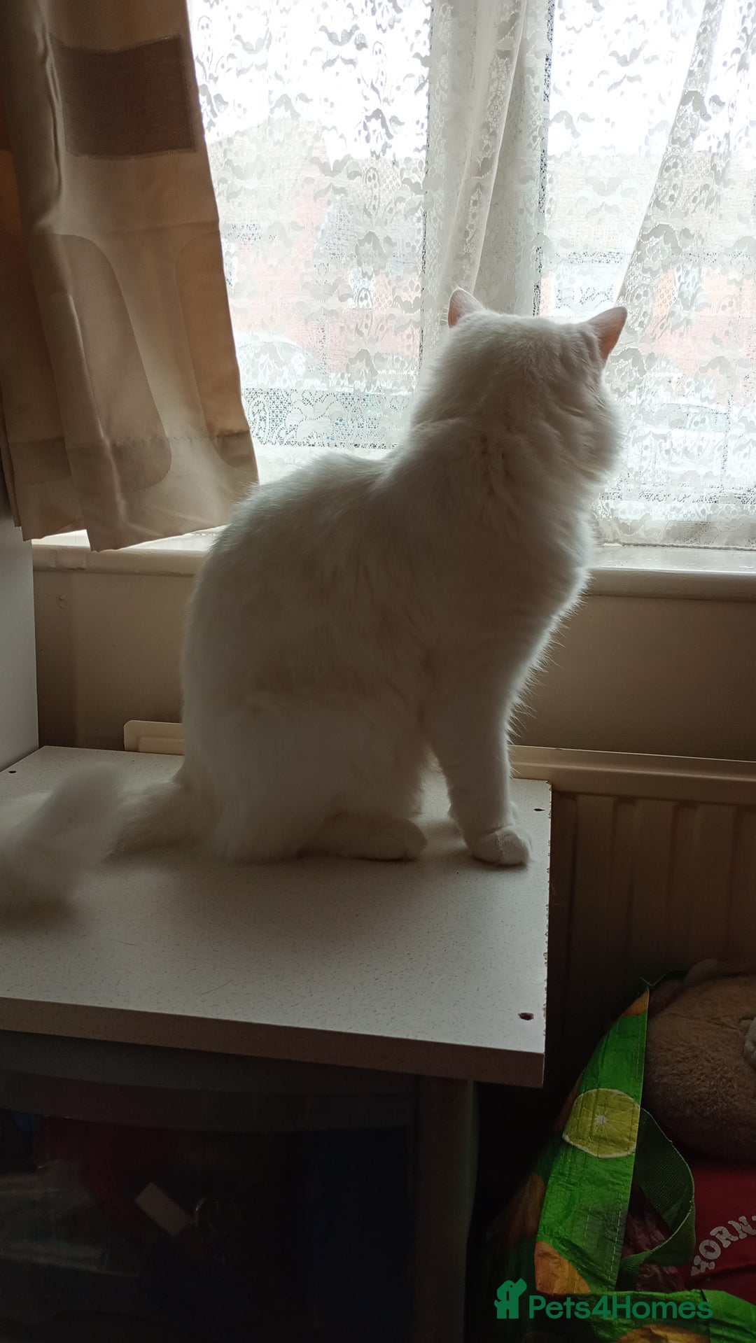 Ragdoll cats for sale: Turkish Angora  - Image 5