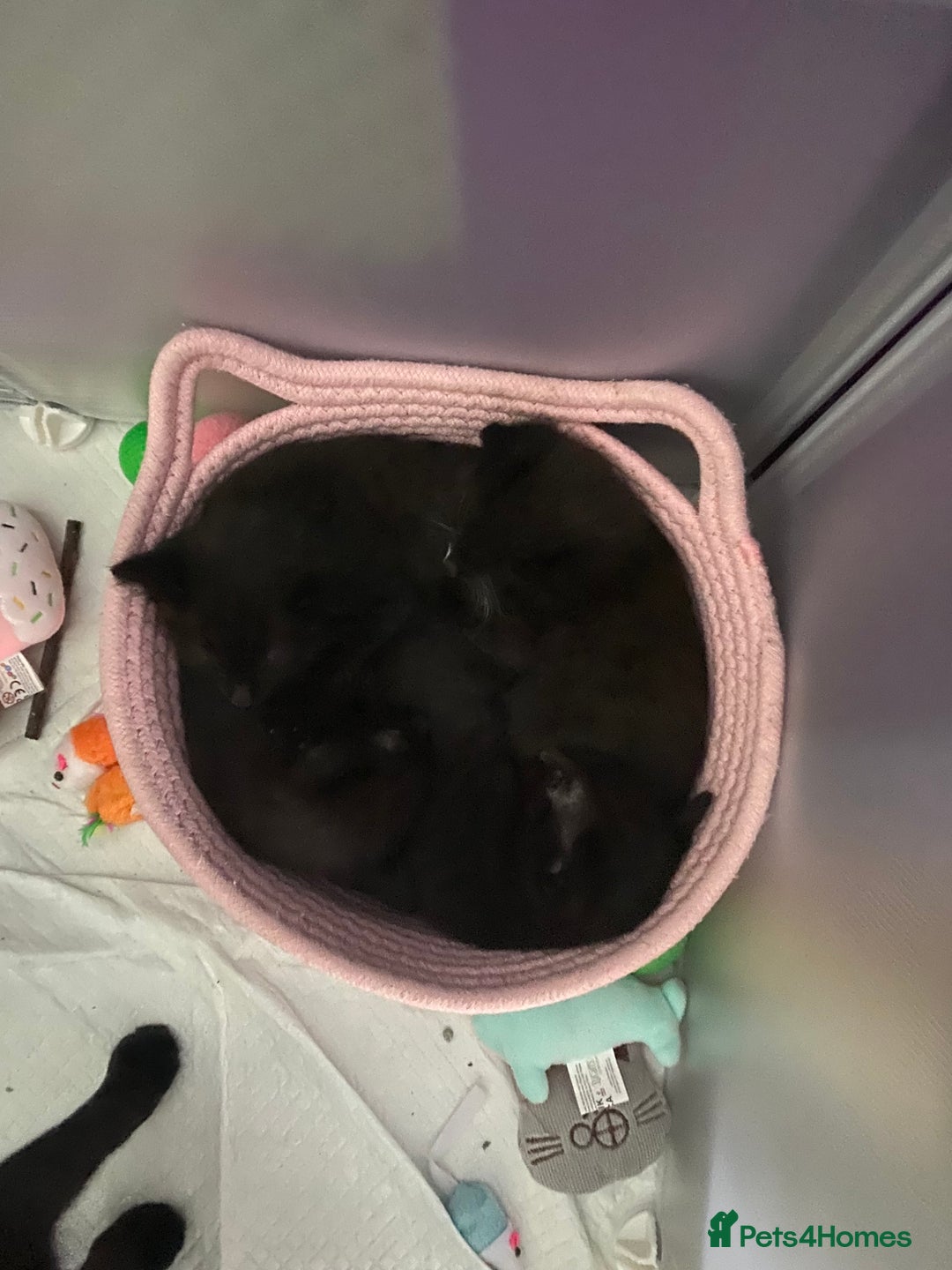 Mixed Breed cats for sale: Bombay x Tabby little girls - Image 12