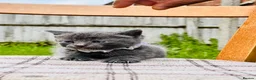 Mixed Breed cats for sale: Cute Kittens from British Shorthair Dad &Tabby Mom - Advert 14
