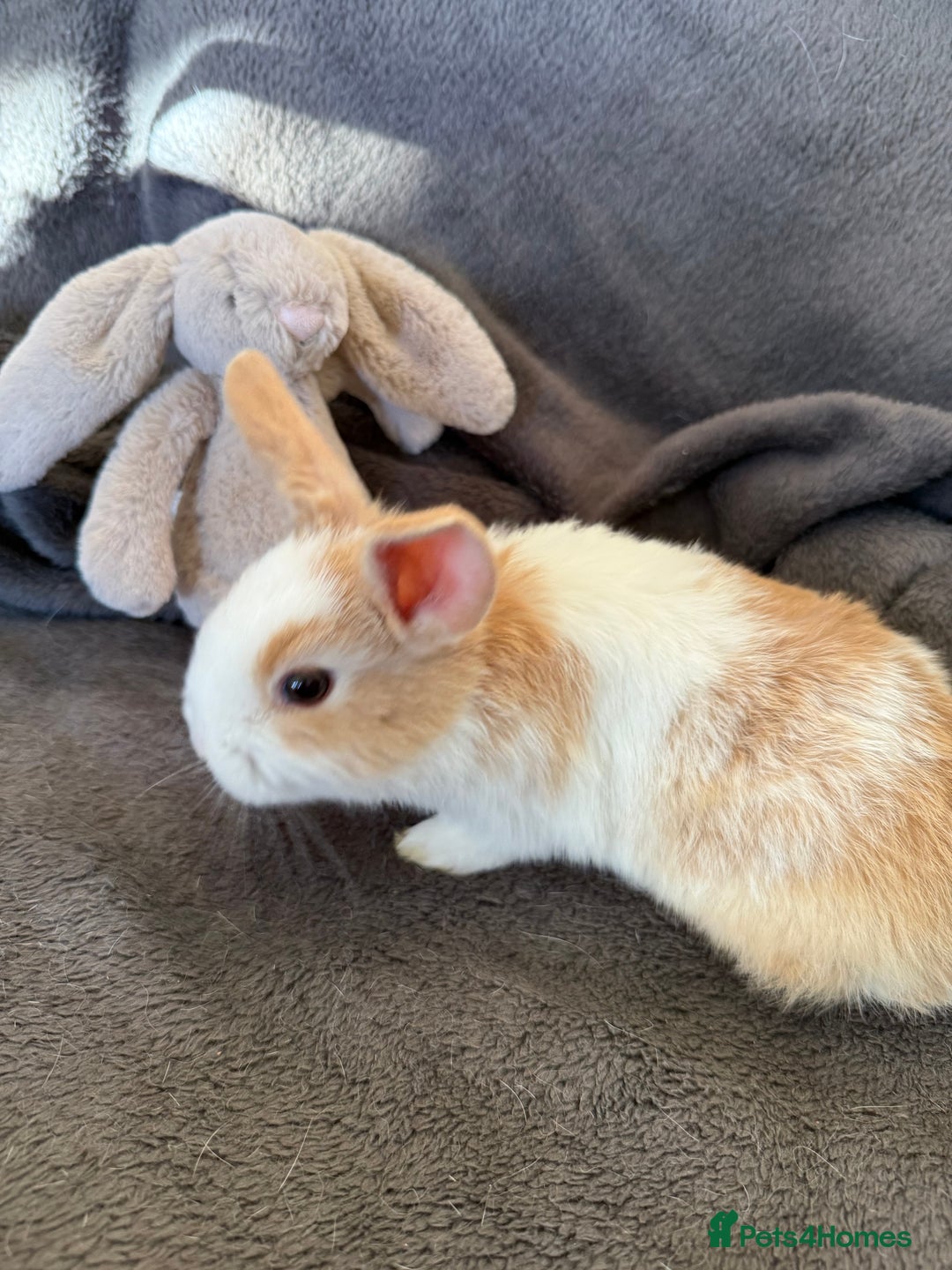 Mixed Breed rabbits for sale: Beautiful friendly baby bunnies ready in 4 weeks  - Advert 17