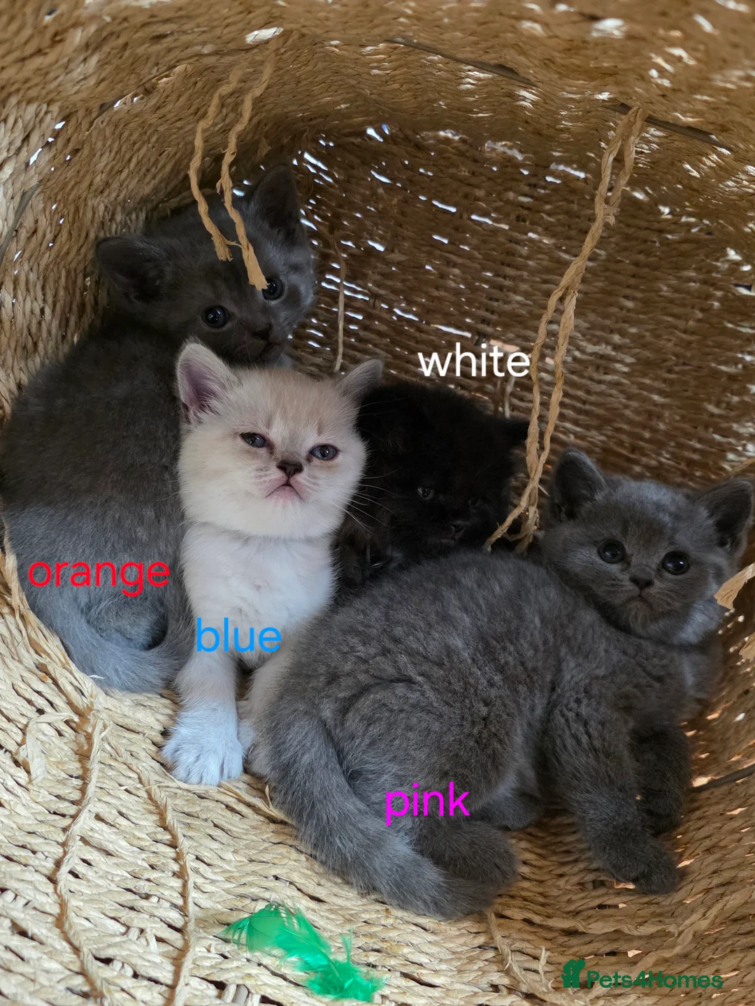 British Shorthair cats for sale: 🔥 Stunning British Shorthair Kittens to Reserve - Advert 32