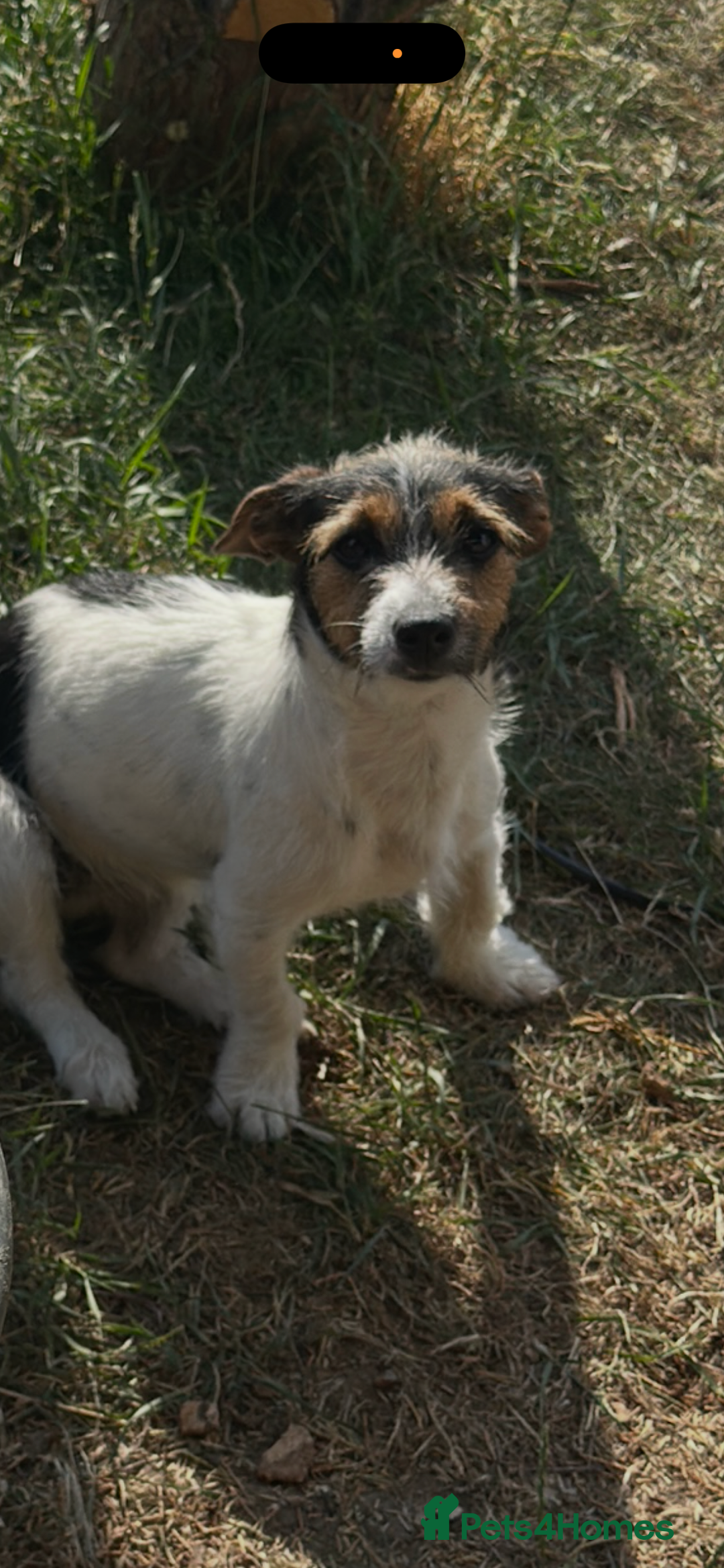 Jack Russell dogs for sale: Puppies  - Advert 14