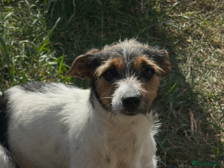 Jack Russell dogs Puppies - Advert 3