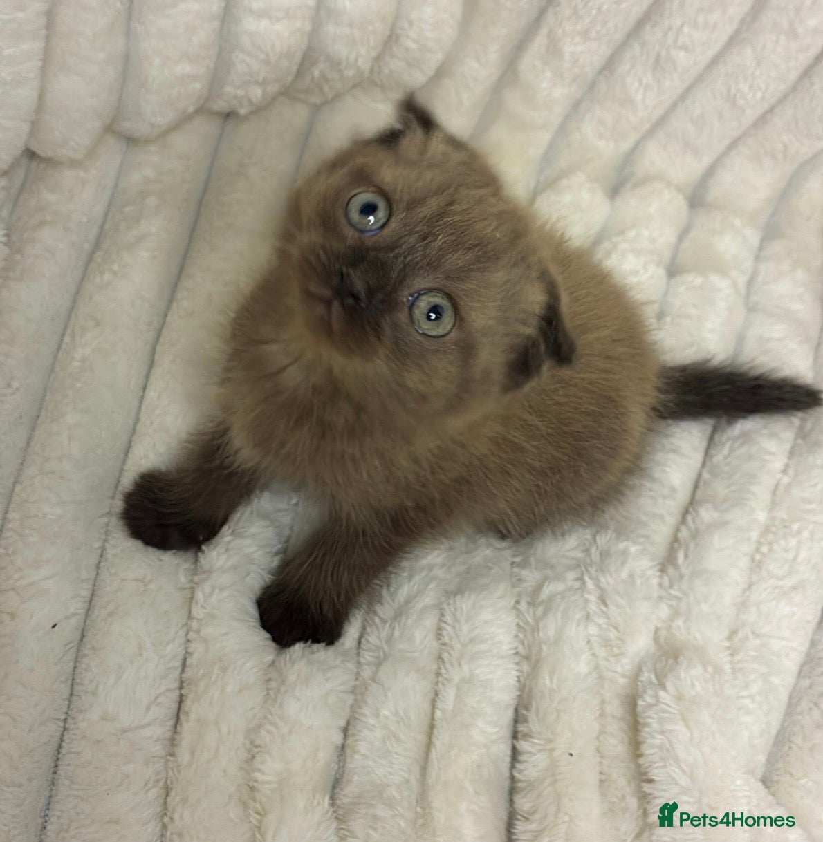 Mixed Breed cats ❤️Cute chocolate BSH x Scottish Fold❤️ - Advert 2