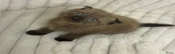 Mixed Breed cats for sale: ❤️Cute chocolate BSH x Scottish Fold❤️ - Advert 1