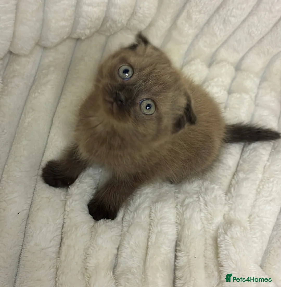 Mixed Breed cats for sale: ❤️Cute chocolate BSH x Scottish Fold❤️ - Advert 1