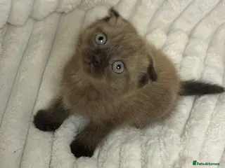 Mixed Breed cats ❤️Cute chocolate BSH x Scottish Fold❤️ - Advert 2