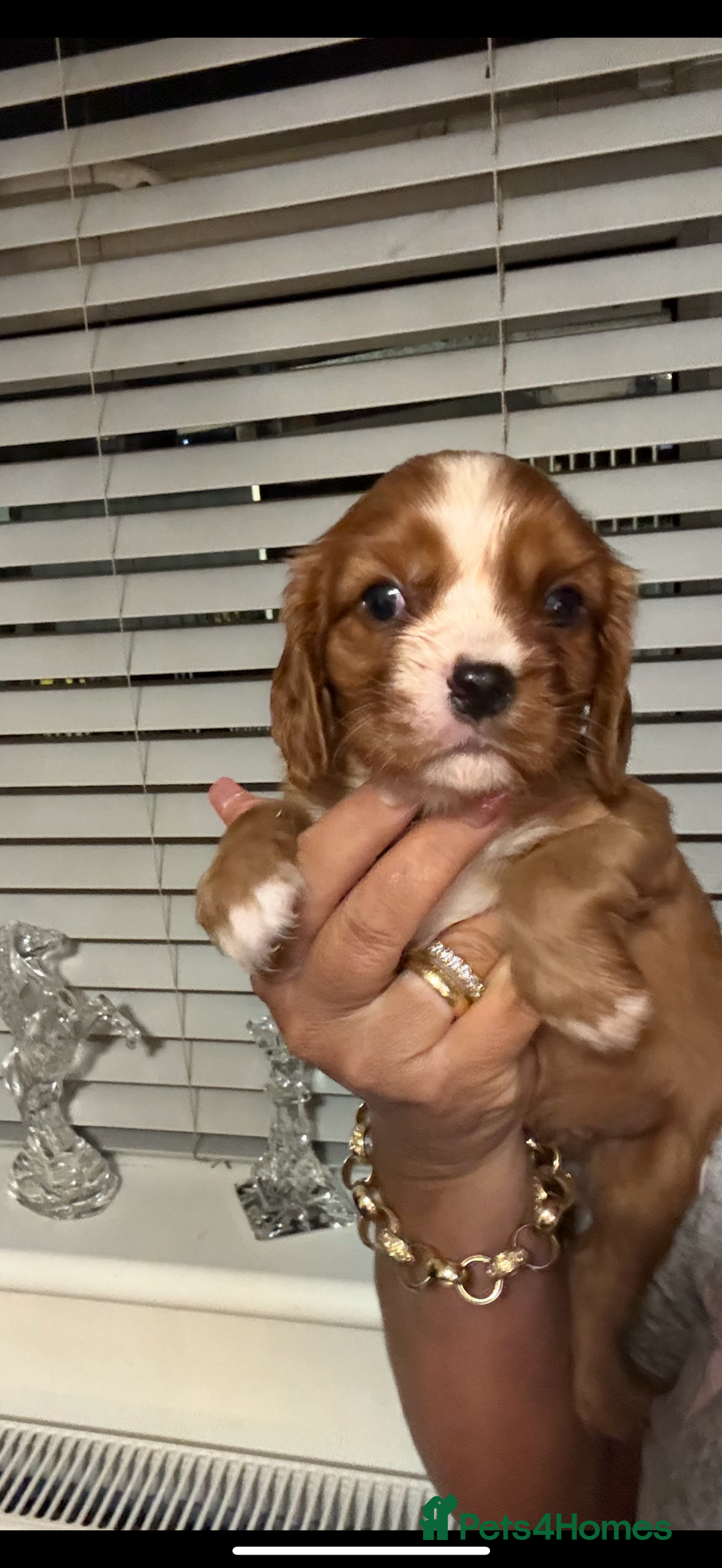 Cavalier King Charles Spaniel dogs for sale: Kc dna clear cavalier puppies available  - Advert 6