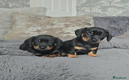 Miniature Dachshund dogs for sale: Miniature Smooth Dachshund Puppies  - Image 5