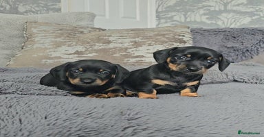 Miniature Dachshund dogs - Advert 8