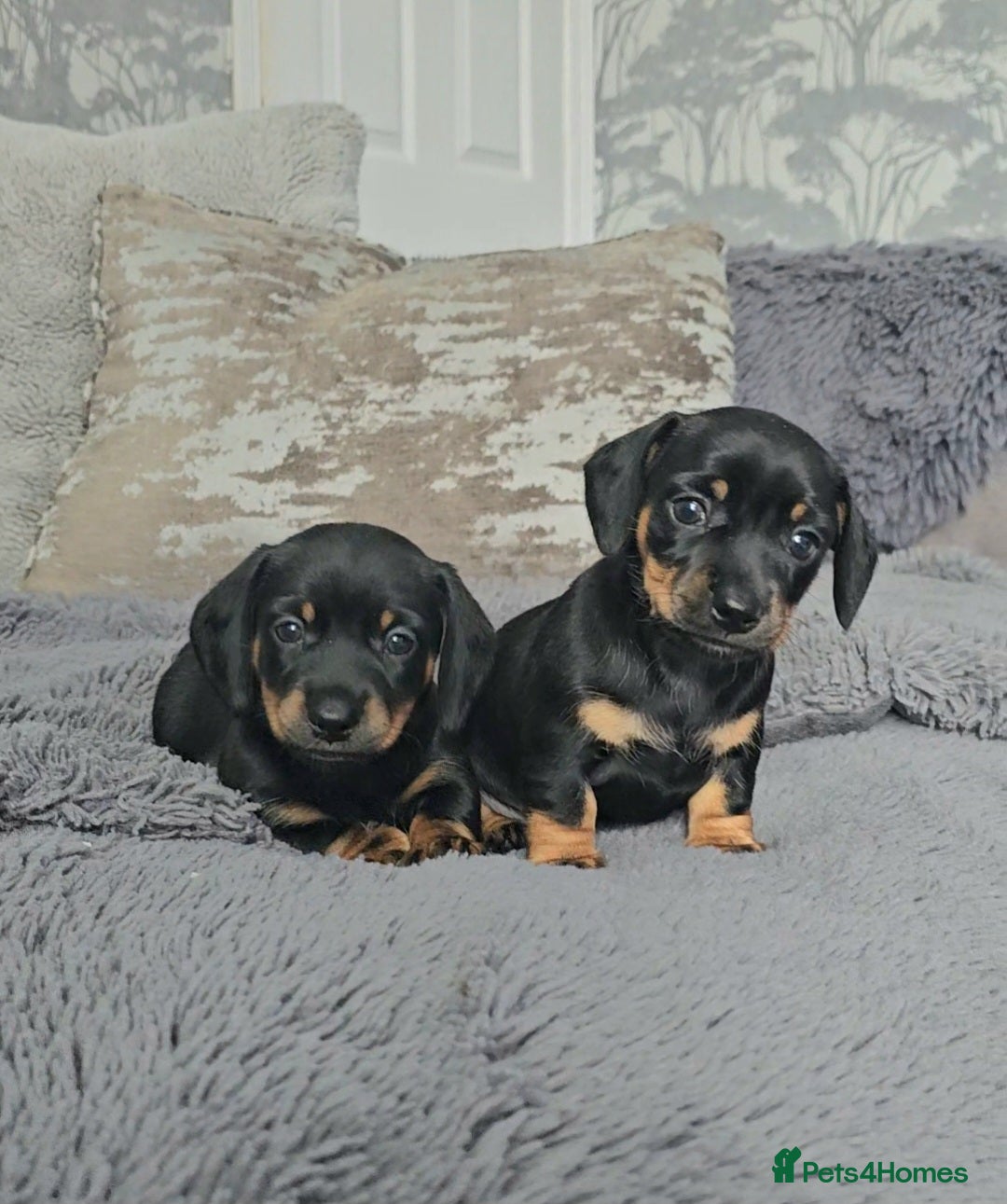 Miniature Dachshund dogs for sale: Miniature Smooth Dachshund Puppies  - Image 5