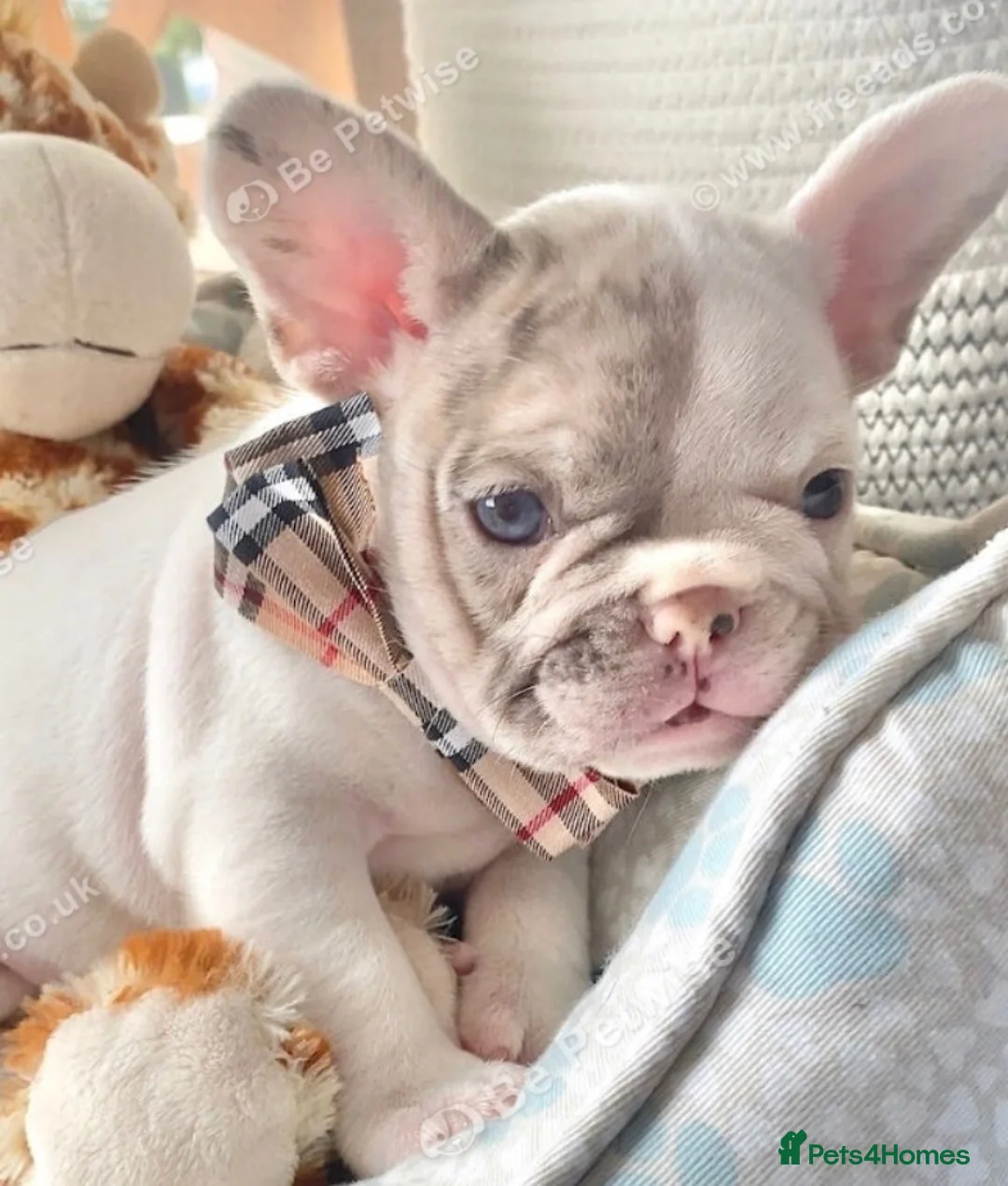 French Bulldog dogs for sale: French bulldog  in Lincoln - Advert 1