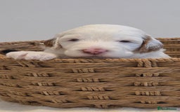 Australian Labradoodle dogs for sale: Australian Labradoodle Puppies  - Image 7