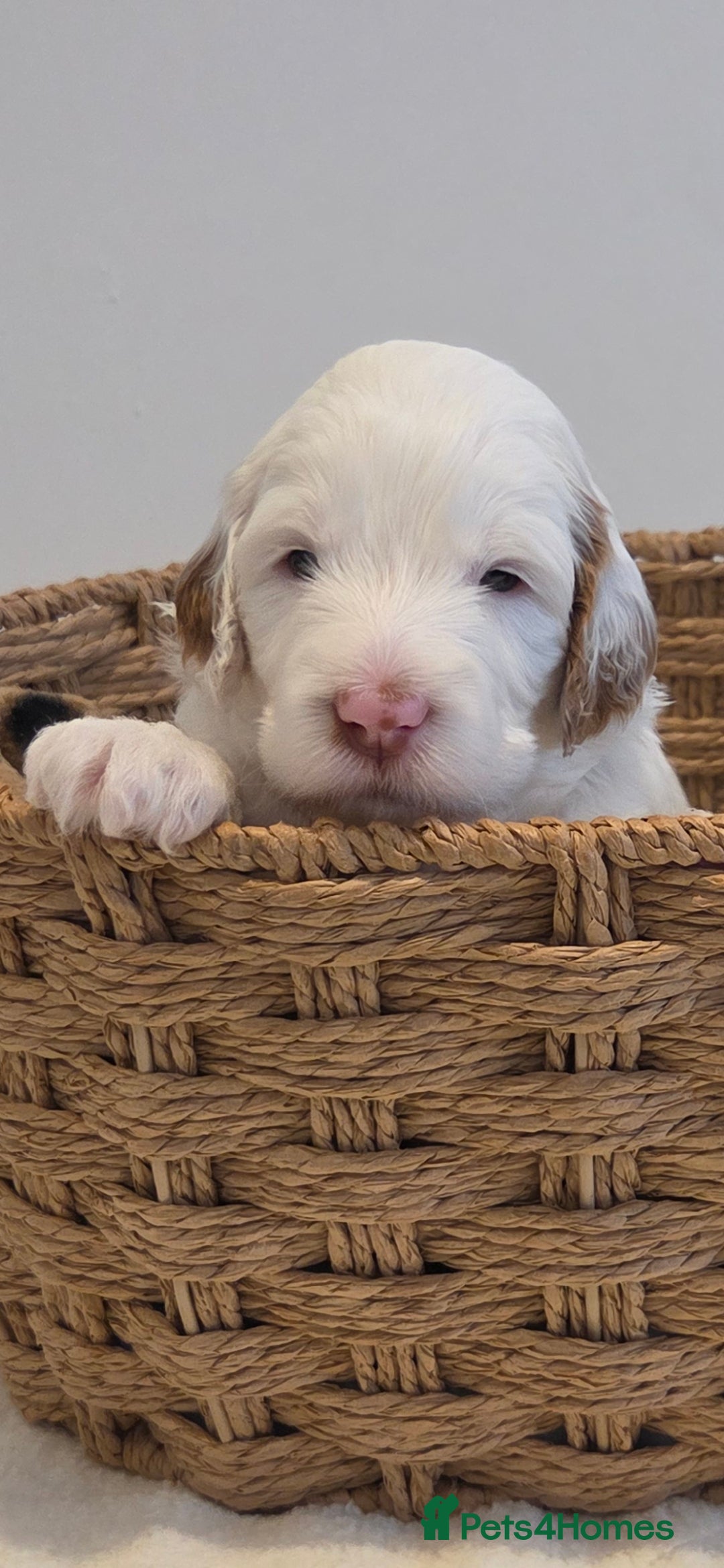 Australian Labradoodle dogs for sale: Australian Labradoodle Puppies  - Image 7
