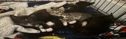 Mixed Breed cats for sale: Sphynx cross kittens x6 - Advert 15